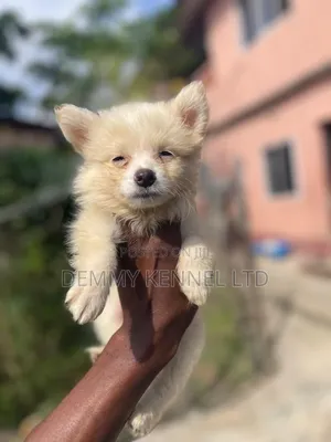 1-3 months Male Purebred American Eskimo