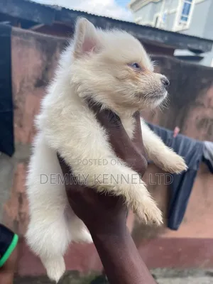 1-3 months Male Purebred American Eskimo