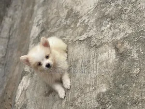 1-3 months Female Purebred American Eskimo