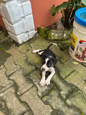 1-3 months Male Purebred American Pit Bull Terrier
