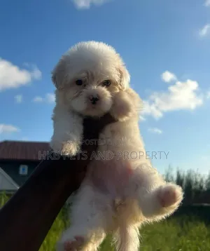 1-3 months Male Purebred American Eskimo