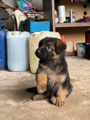 1-3 months Female Purebred German Shepherd