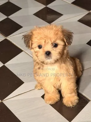 1-3 months Female Purebred Lhasa Apso