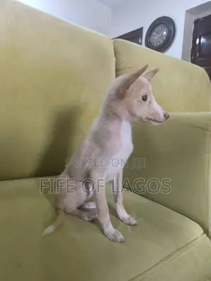 3-6 months Female Mixed Breed American Eskimo