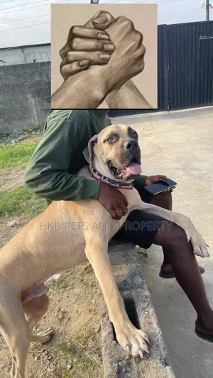 6-12 months Male Purebred Boerboel