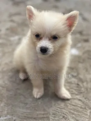 1-3 months Male Purebred American Eskimo