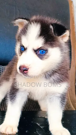 1-3 months Male Purebred Siberian Husky