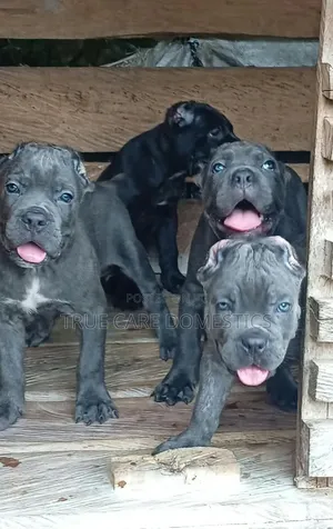1-3 months Female Purebred Cane Corso