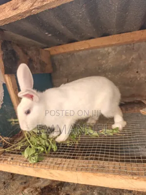 Big Rabbits for Sale