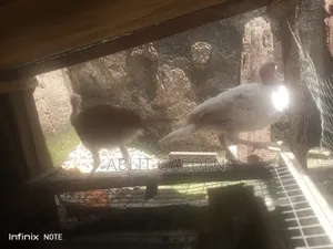 Local Turkey
