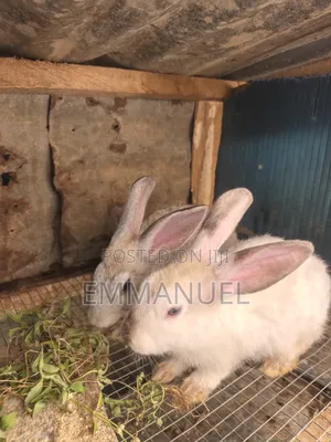 Big Rabbits Available