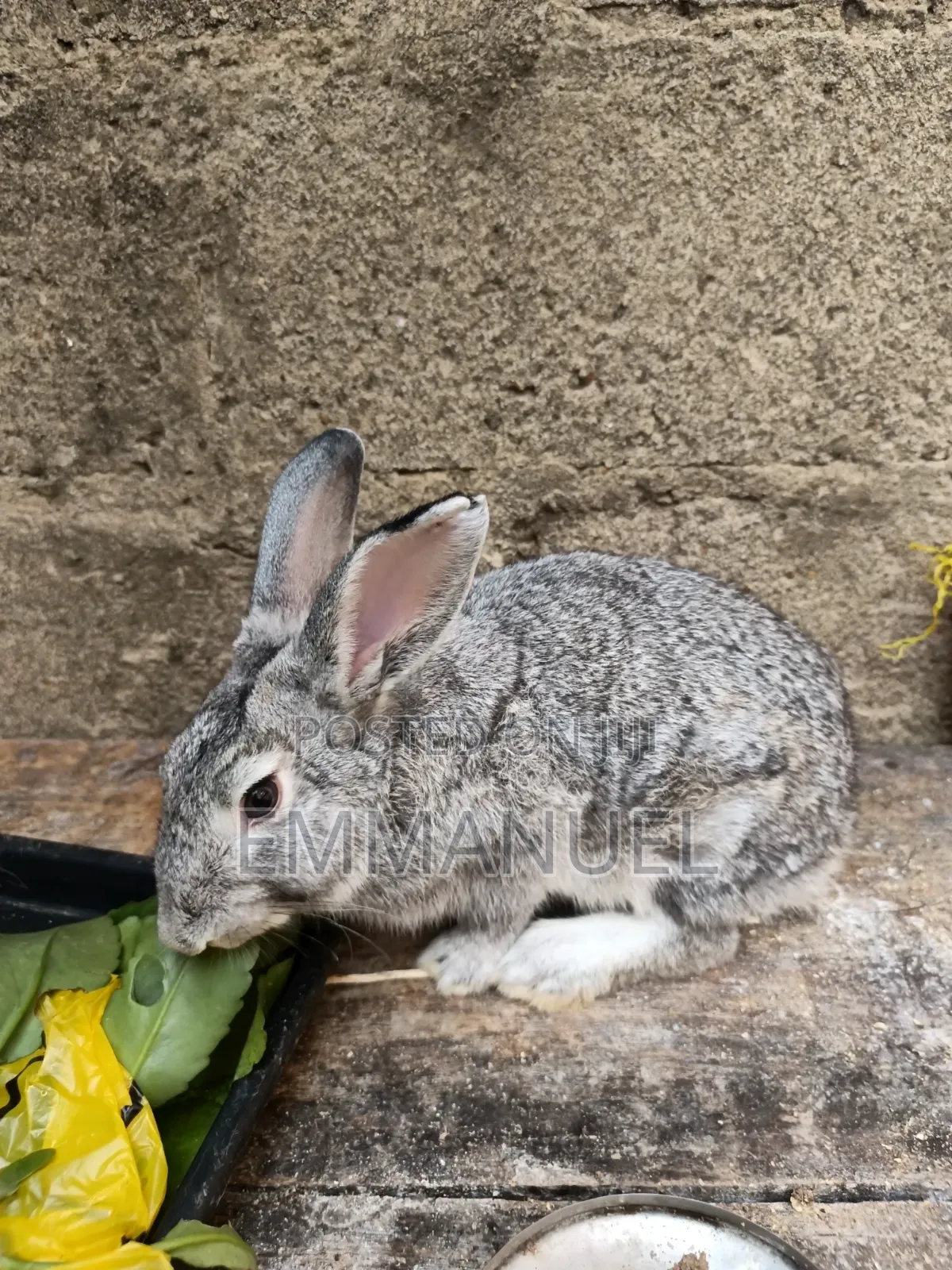 Big Rabbits Available