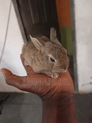 Big Rabbits Available