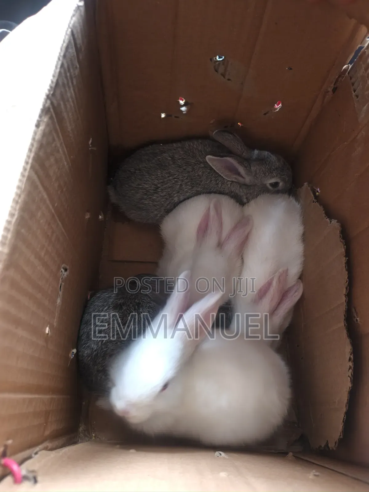 Big Rabbits Available