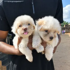 1-3 months Female Purebred Bolognese