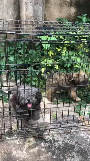 3-6 months Male Purebred Lhasa Apso