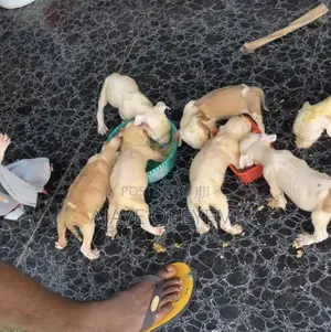 1-3 months Female Purebred American Pit Bull Terrier