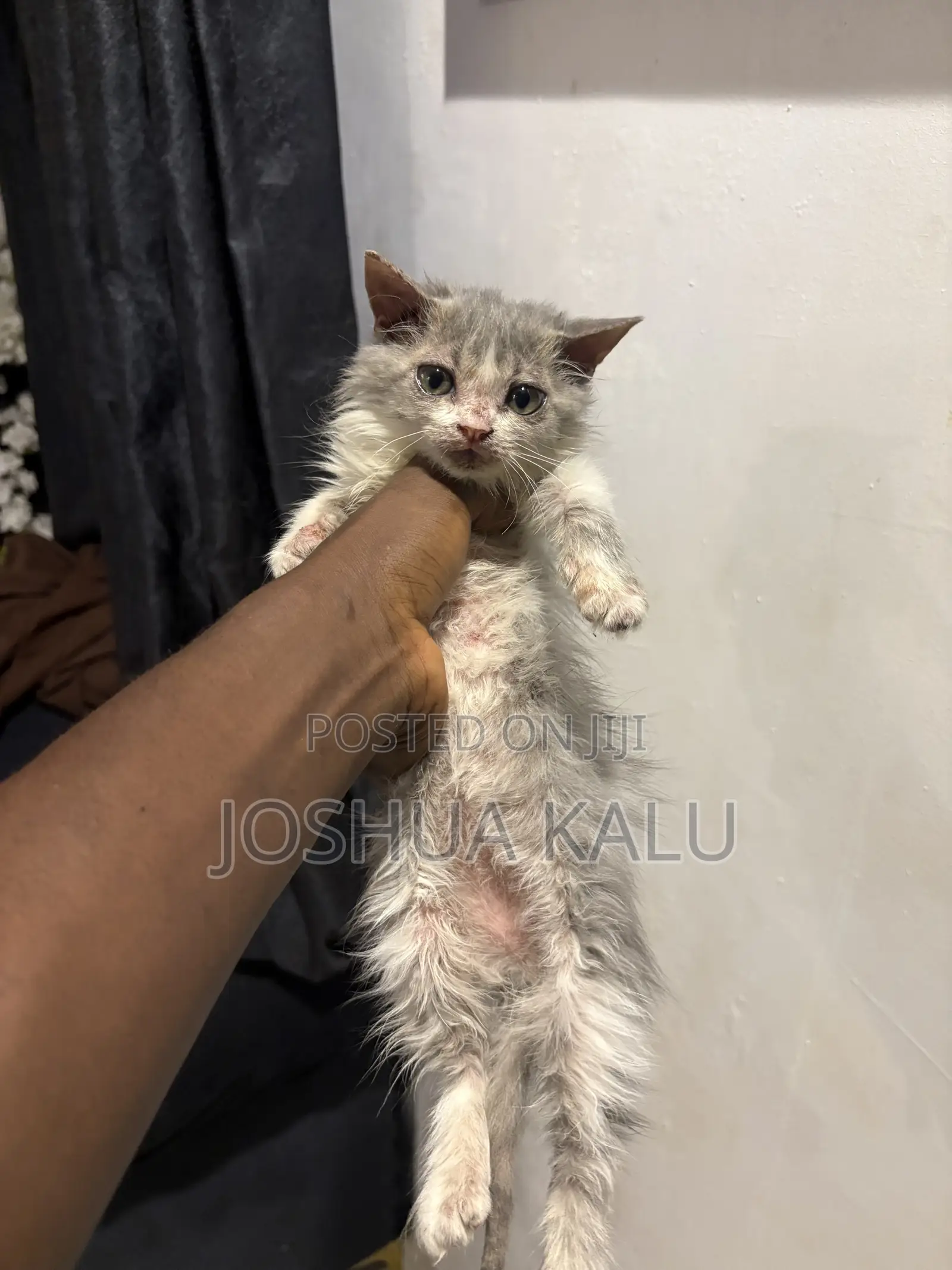 1-3 months Female Purebred Persian