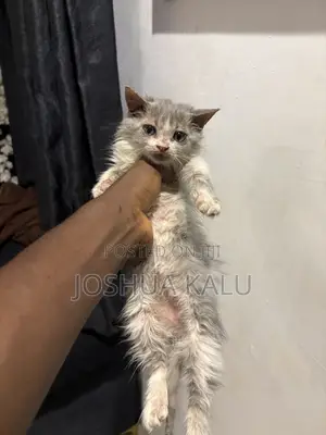 1-3 months Female Purebred Persian