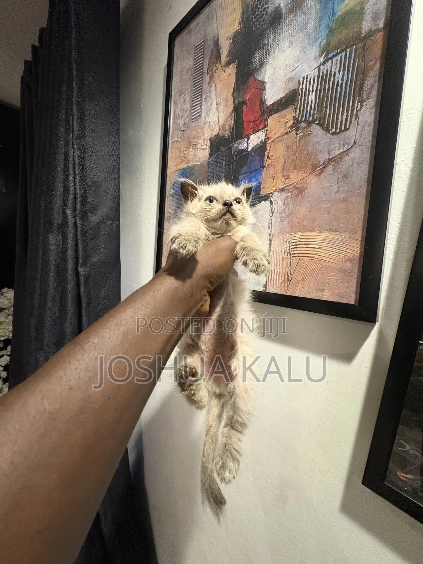 1-3 months Female Purebred Persian