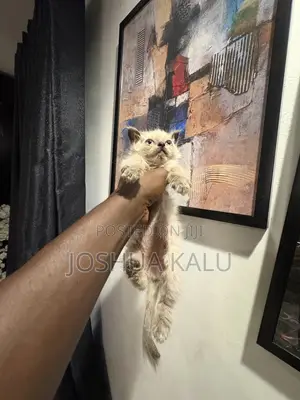1-3 months Female Purebred Persian