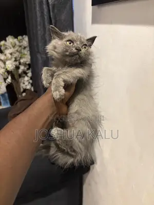 1-3 months Female Purebred Persian