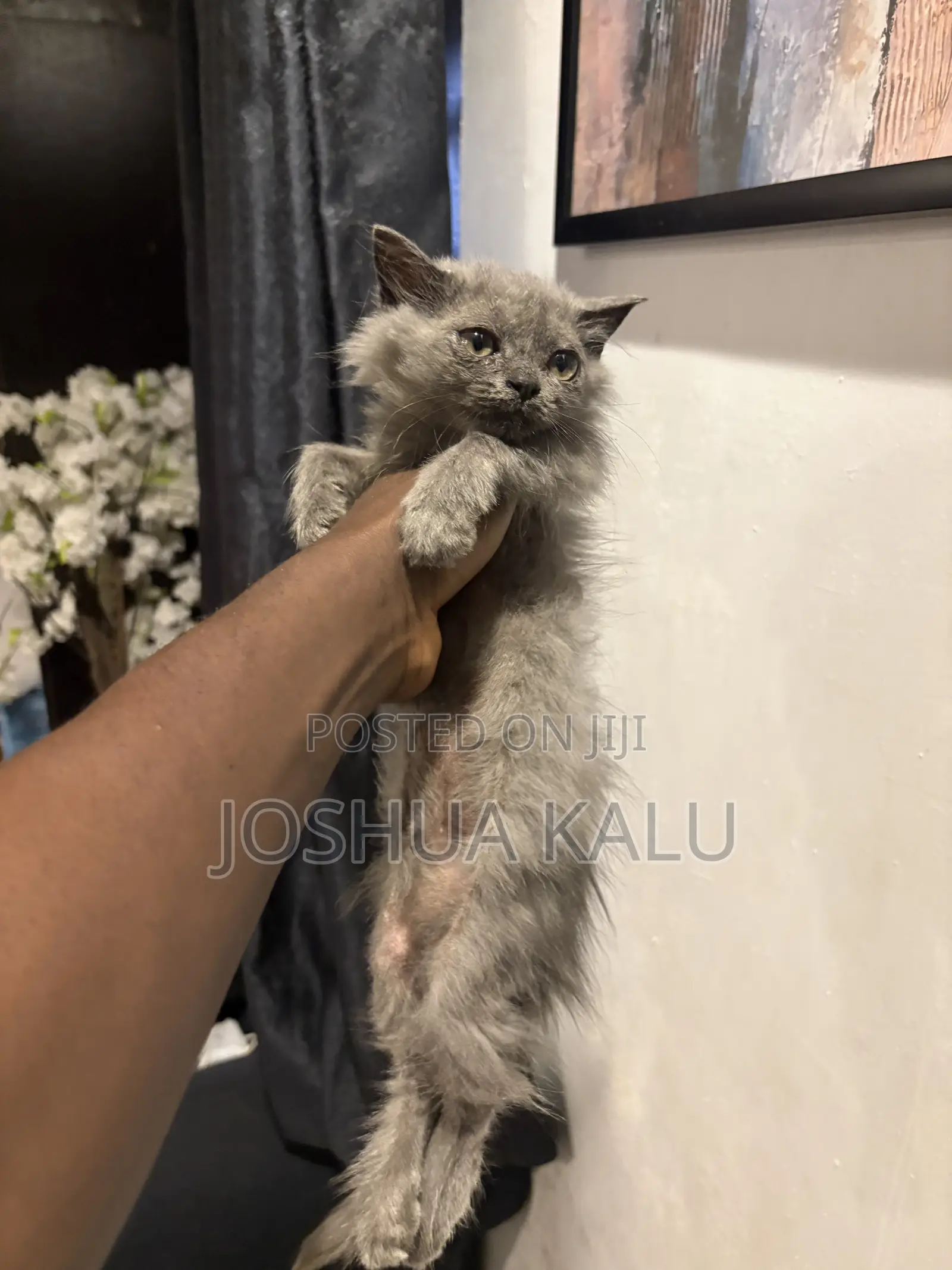 1-3 months Female Purebred Persian