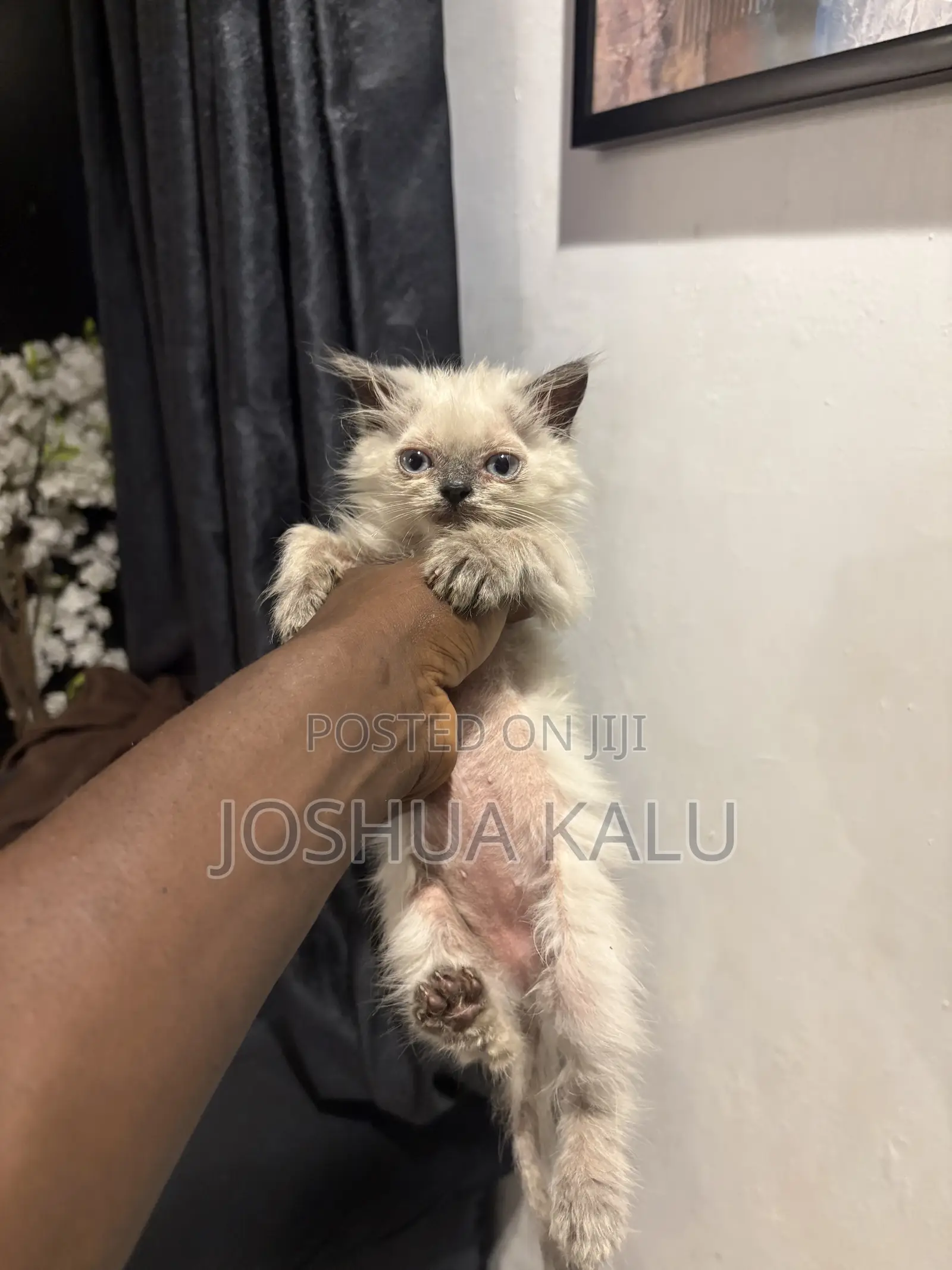 1-3 months Female Purebred Persian