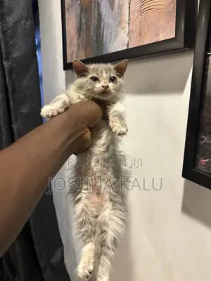 1-3 months Female Purebred Persian