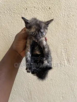 0-1 month Female Mixed Breed Cat