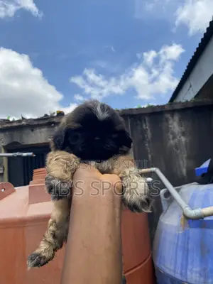 1-3 months Female Purebred Shih Tzu