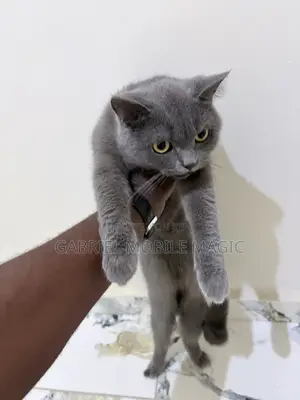 1+ year Male Purebred British Shorthair