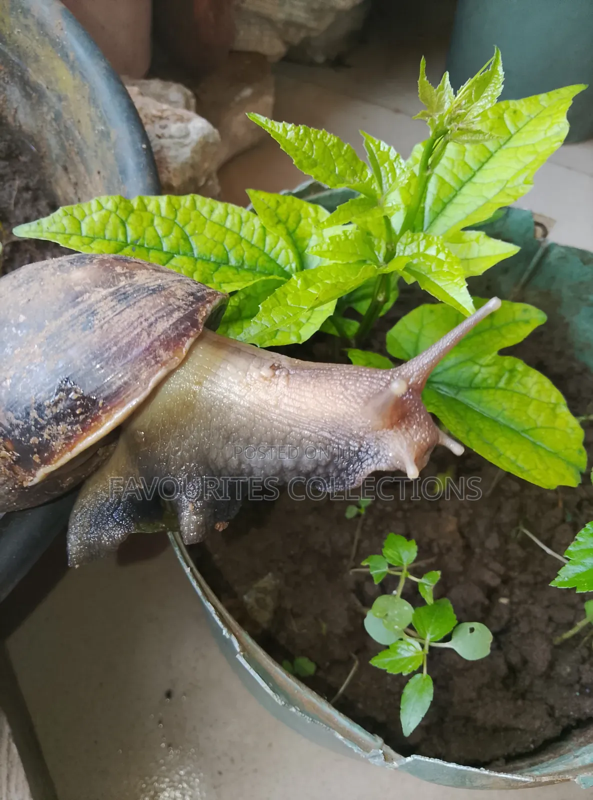 Fresh Snails
