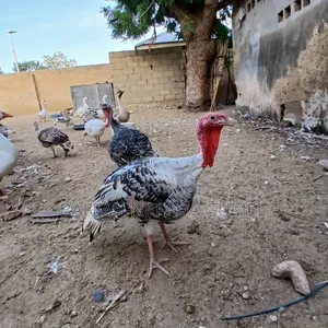 Local Turkey