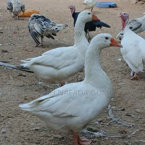 Normal Geese Available