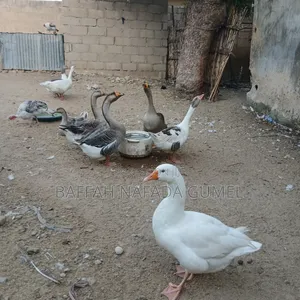Normal Geese Available