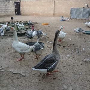 Normal Geese Available