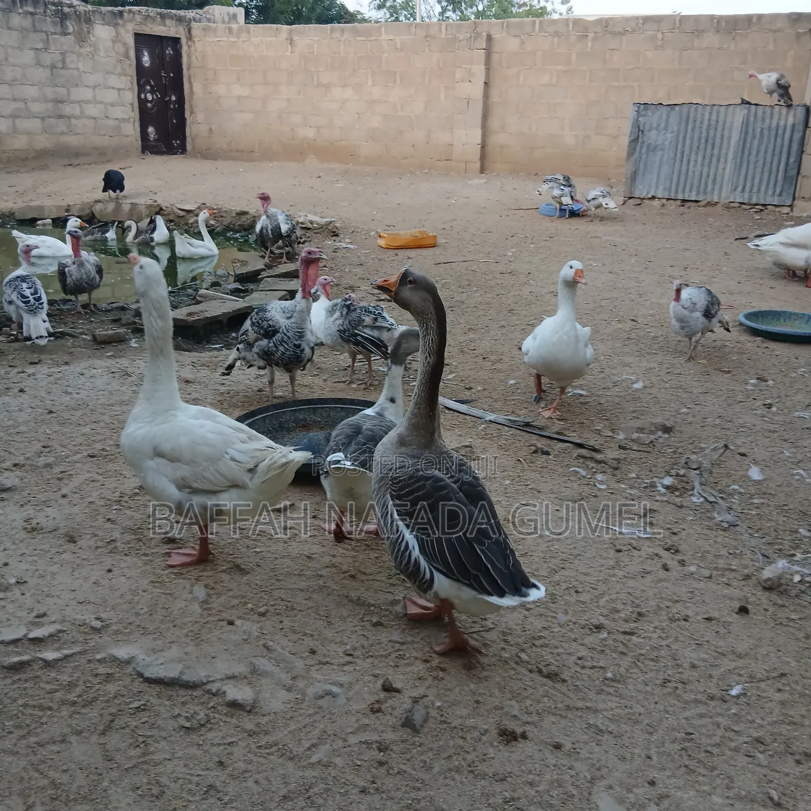 Normal Geese Available