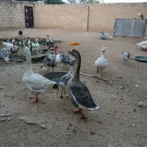 Normal Geese Available