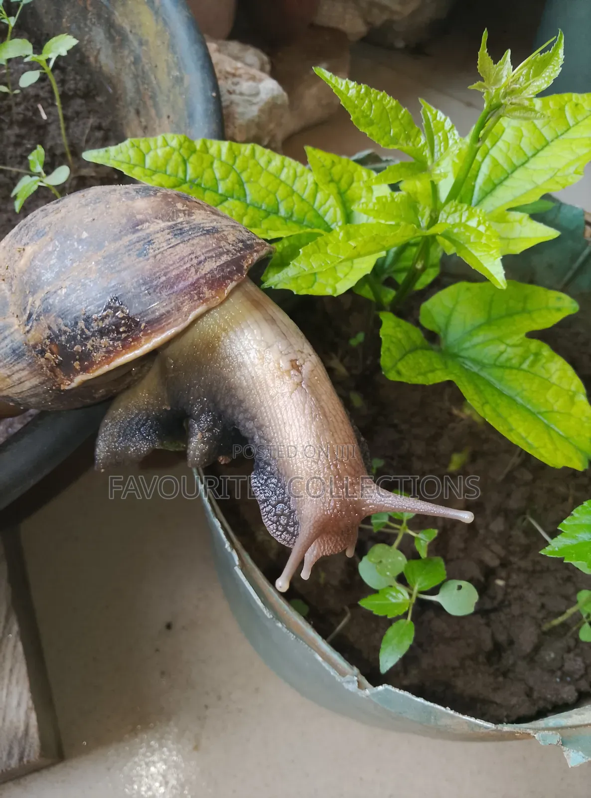 Fresh Snails