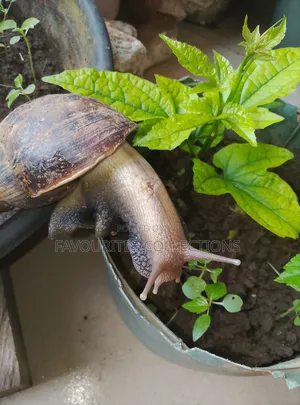 Fresh Snails