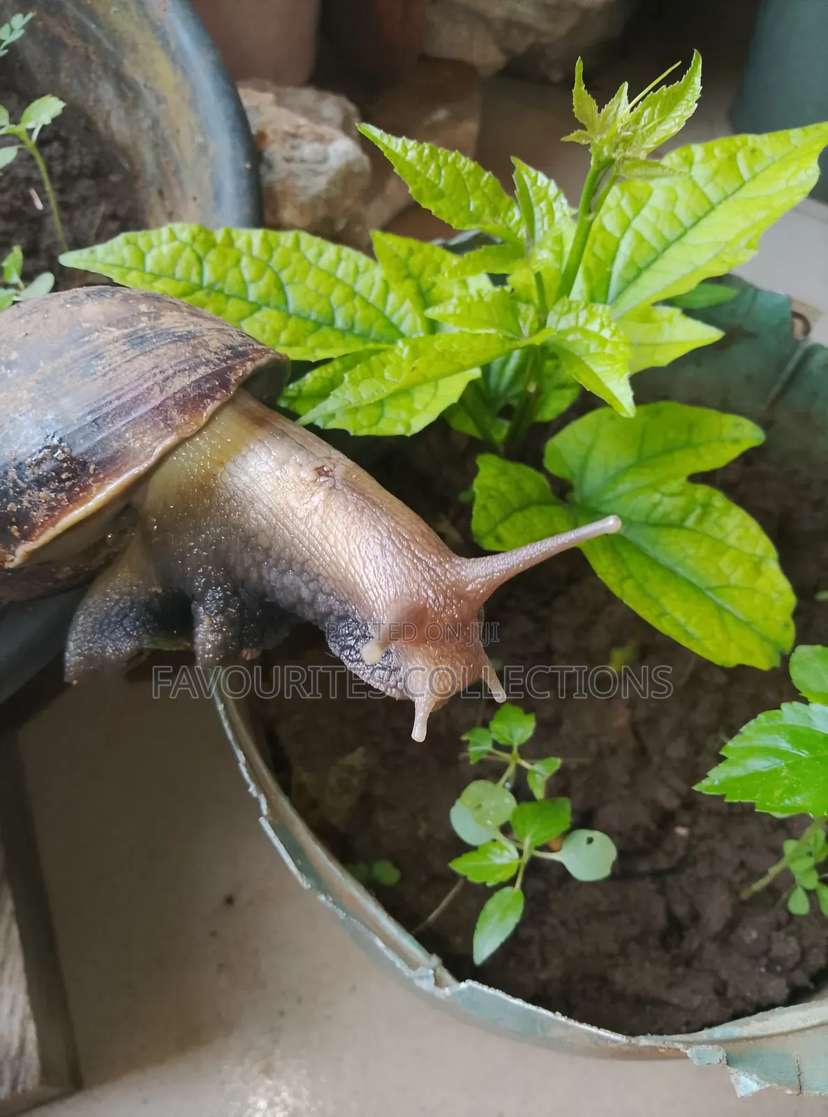 Fresh Snails