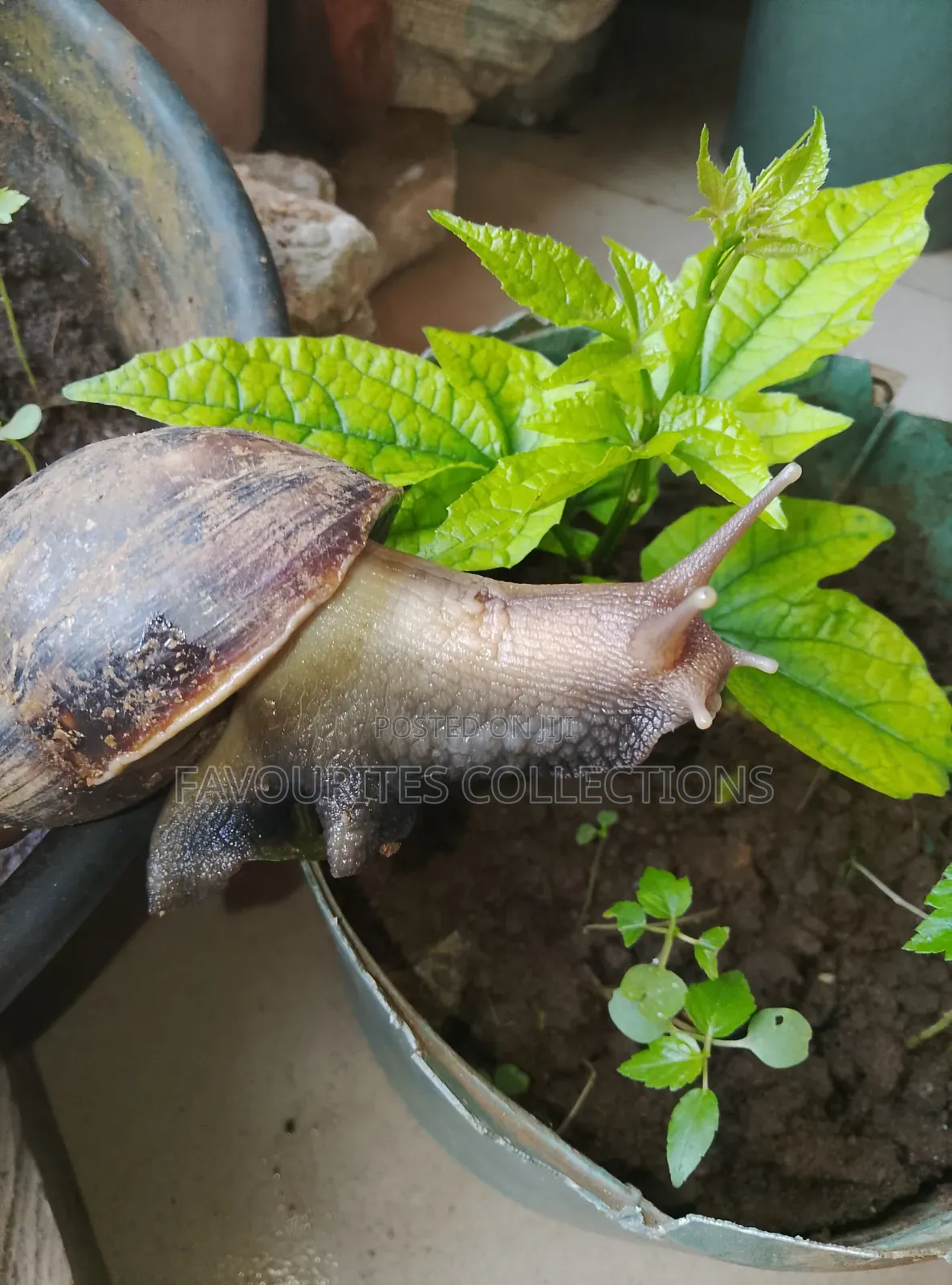 Fresh Snails