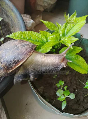 Fresh Snails
