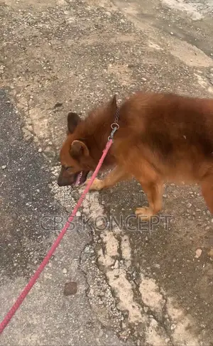 1+ year Male Purebred German Shepherd
