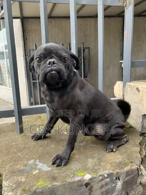 1+ year Male Purebred Pug