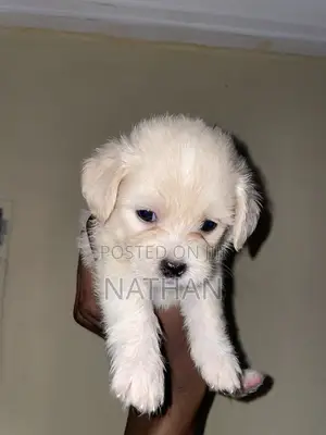 1-3 months Male Purebred Lhasa Apso