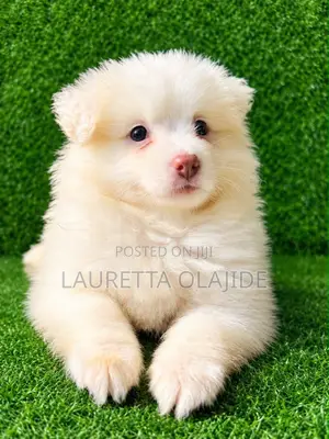 1-3 months Male Purebred American Eskimo