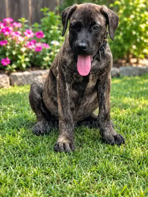1+ year Male Purebred Boerboel
