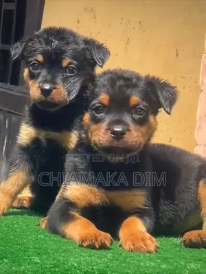 1-3 months Male Purebred Rottweiler